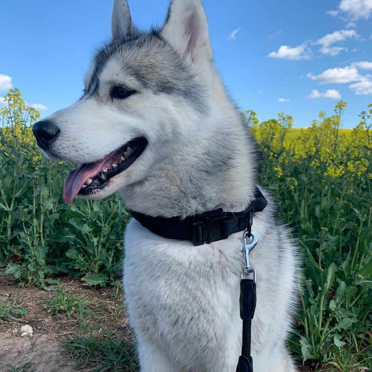 Taktisches Hundehalsband mit Griff und Reflektionsnähten